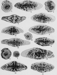 Fusulinella devexa Thompson, 1948