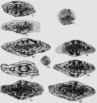 Fusulinella devexa Thompson, 1948