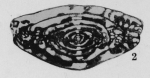 Fusulinella fugax Thompson, 1948