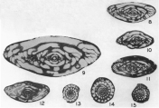 Fusulinella haymondensis Skinner & Wilde, 1954, author: Le Coze, Franis