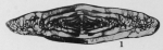 Fusulinella juncea Thompson, 1948