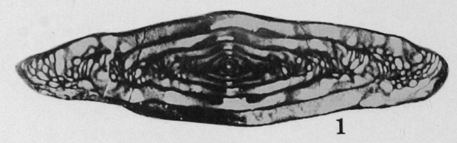 Fusulinella juncea Thompson, 1948