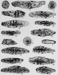 Fusulinella juncea Thompson, 1948