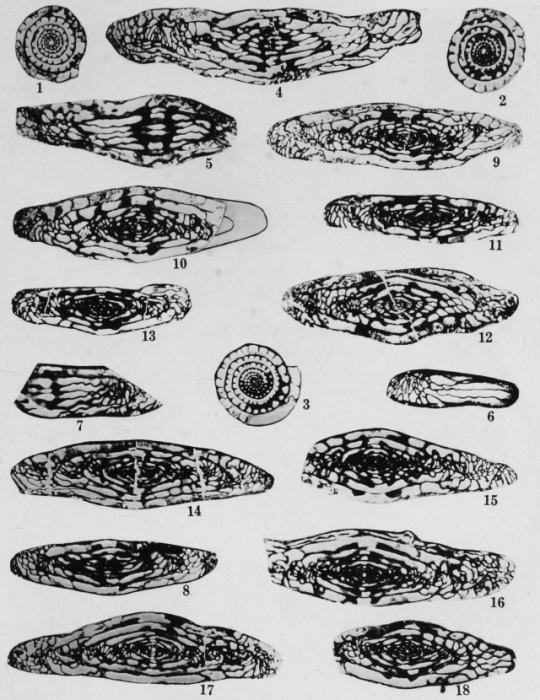 Fusulinella juncea Thompson, 1948