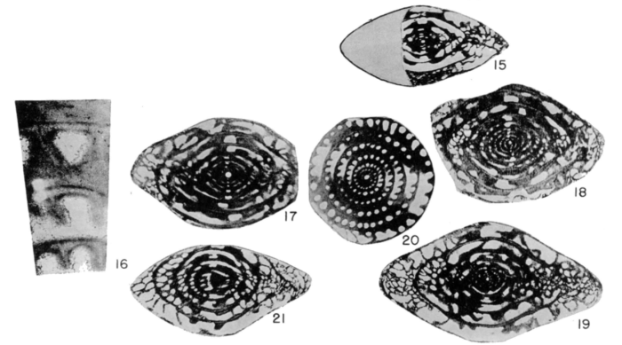 Fusulinella iowensis var. leyi Thompson, 1945