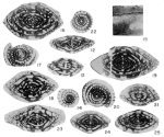 Fusulinella iowensis var. leyi Thompson, 1945