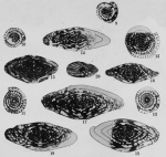 Fusulinella proxima Thompson, 1948