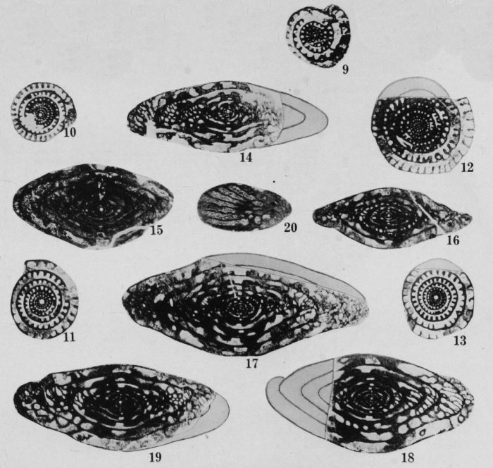 Fusulinella proxima Thompson, 1948