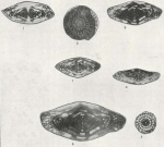 Fusulina llanoensis Thomas, 1931