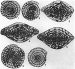 Fusulinella texana Skinner & Wilde, 1954