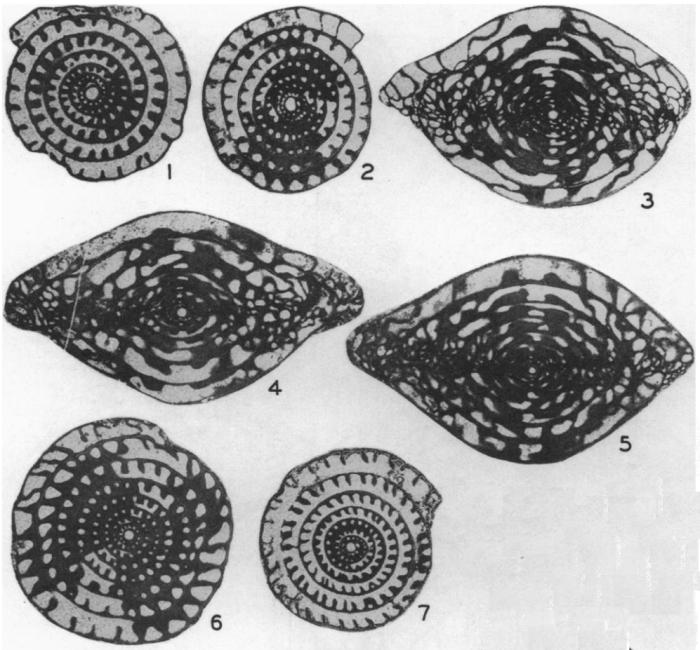 Fusulinella texana Skinner &amp; Wilde, 1954