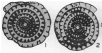 Fusulinella thompsoni Skinner & Wilde, 1954