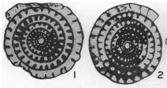 Fusulinella thompsoni Skinner &amp; Wilde, 1954