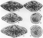Fusulinella thompsoni Skinner & Wilde, 1954