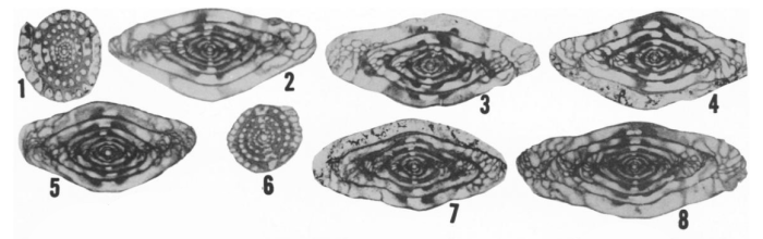 Fusulinella whitensis Ross & Sabins, 1965 Fusulinella whitensis Ross & Sabins, 1965