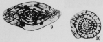 Profusulinella apodacensis Thompson, 1948