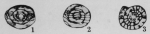 Profusulinella copiosa Thompson, 1948