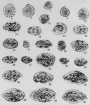 Profusulinella decora Thompson, 1948