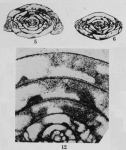 Profusulinella decora Thompson, 1948, author: Le Coze, François