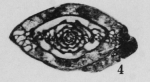 Profusulinella munda Thompson, 1948