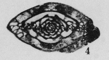 Profusulinella munda Thompson, 1948