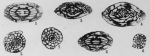 Profusulinella munda Thompson, 1948