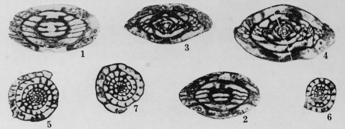 Profusulinella munda Thompson, 1948