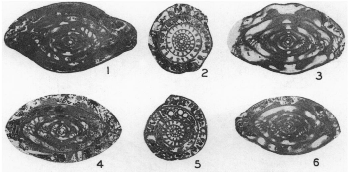 Profusulinella plummeri Skinner &amp; Wilde, 1954