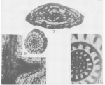 Fusiella primaeva Skinner, 1931