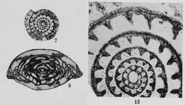 Profusulinella regia Thompson, 1948
