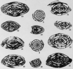 Profusulinella regia Thompson, 1948