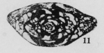 Profusulinella spicata Thompson, 1948