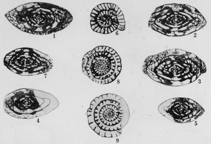 Profusulinella spicata Thompson, 1948