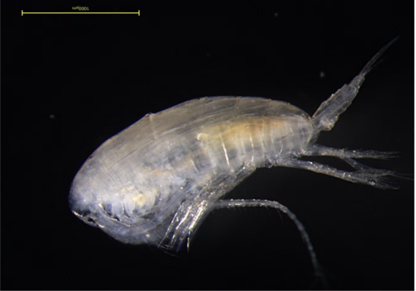 Calanus sinicus lateral view Calanus sinicus lateral view