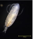 Calanus sinicus dorsal view