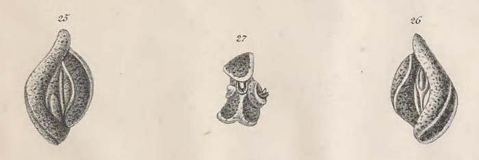 Quinqueloculina berthelotiana d'Orbigny, 1839