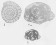 Schubertella gallowayi Skinner, 1931, author: Le Coze, François