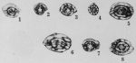 Eoschubertella mexicana Thompson, 1948