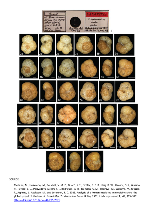 Paratypes of Trochammina hadai Uchio, 1962