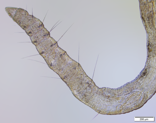 Haber speciosus (anterior body)