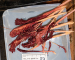 Pennatula aculeata - size classes