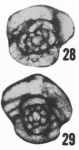 Eoschubertella bluensis Ross & Sabins, 1965