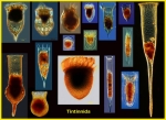 Examples of Tintinnid Ciliates of the Marine Plankton