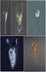 Examples of living specimens of tintinnid ciliates of the marine plankton