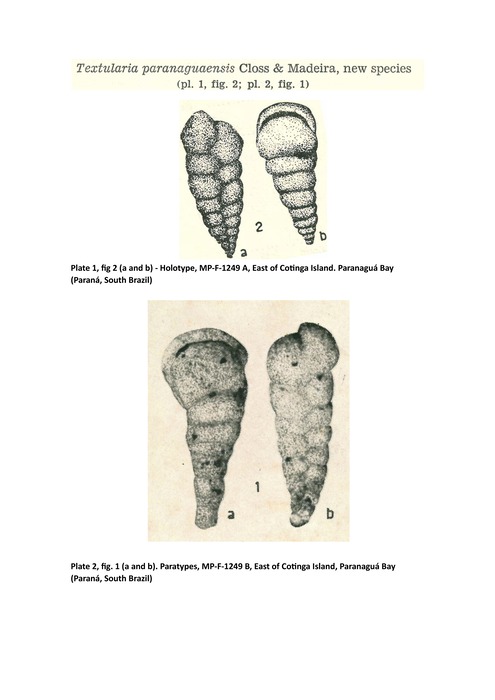 Images of the holotype and paratype of Textularia paranaguaensis Closs and Madeira, 1966