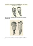 Images of the holotype and paratype of Textularia paranaguaensis Closs and Madeira, 1966