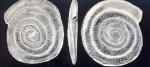 Spirillina mesolimbata McCulloch, 1981
