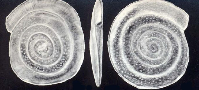 Spirillina mesolimbata McCulloch, 1981