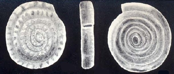Planispirillina (?) ritae McCulloch, 1981
