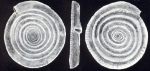 Spirillina distincta McCulloch, 1981